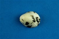 藏品(漁舟蜑螺)的圖片